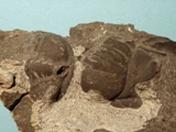 Trilobit